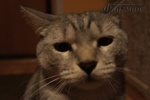 SONY DSC